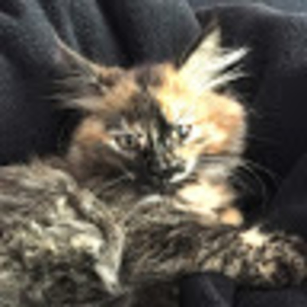 Meet your Posher, Elizabeth